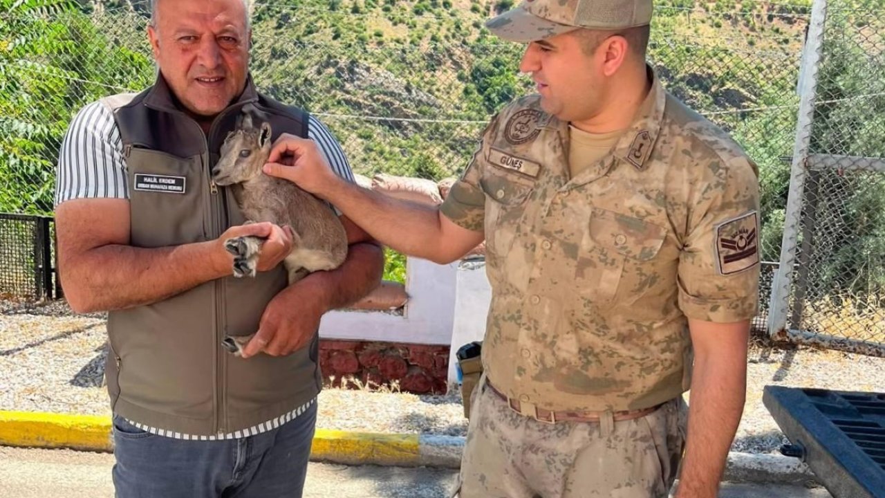 Kemaliye’de bitkin halde bulunan yavru dağ keçisi koruma altına alındı