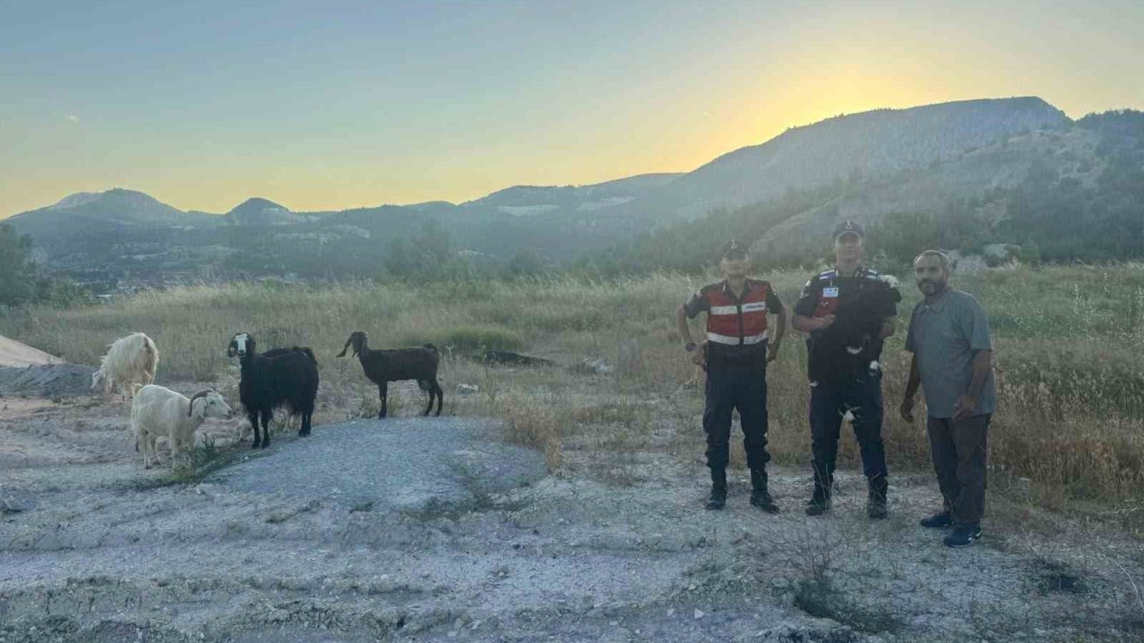 Bilecik’te kaybolan 9 küçükbaş hayvan bulunarak sahibine teslim edildi