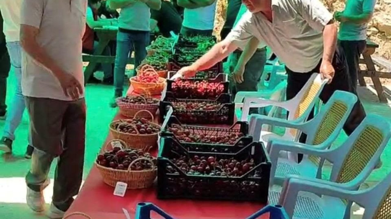 Hisarcık Kutlubeyler köyünde Kiraz Festivali coşkusu