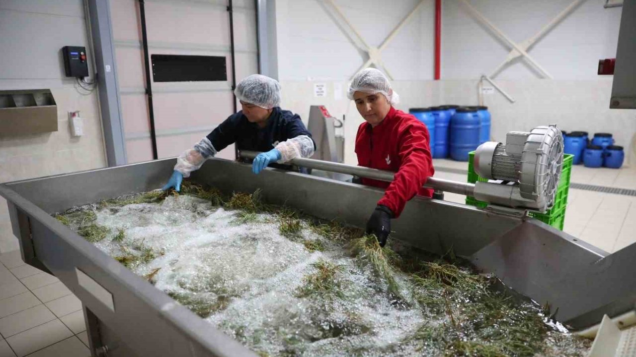 Efeler’in fabrikasında yaz mesaisi