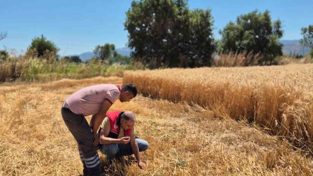 Havran’da hububat hasat kontrolleri yapılıyor