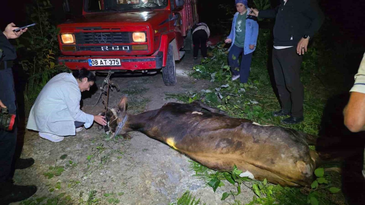 Artvin’de uçuruma yuvarlanan inek ekiplerin çabasıyla kurtarıldı