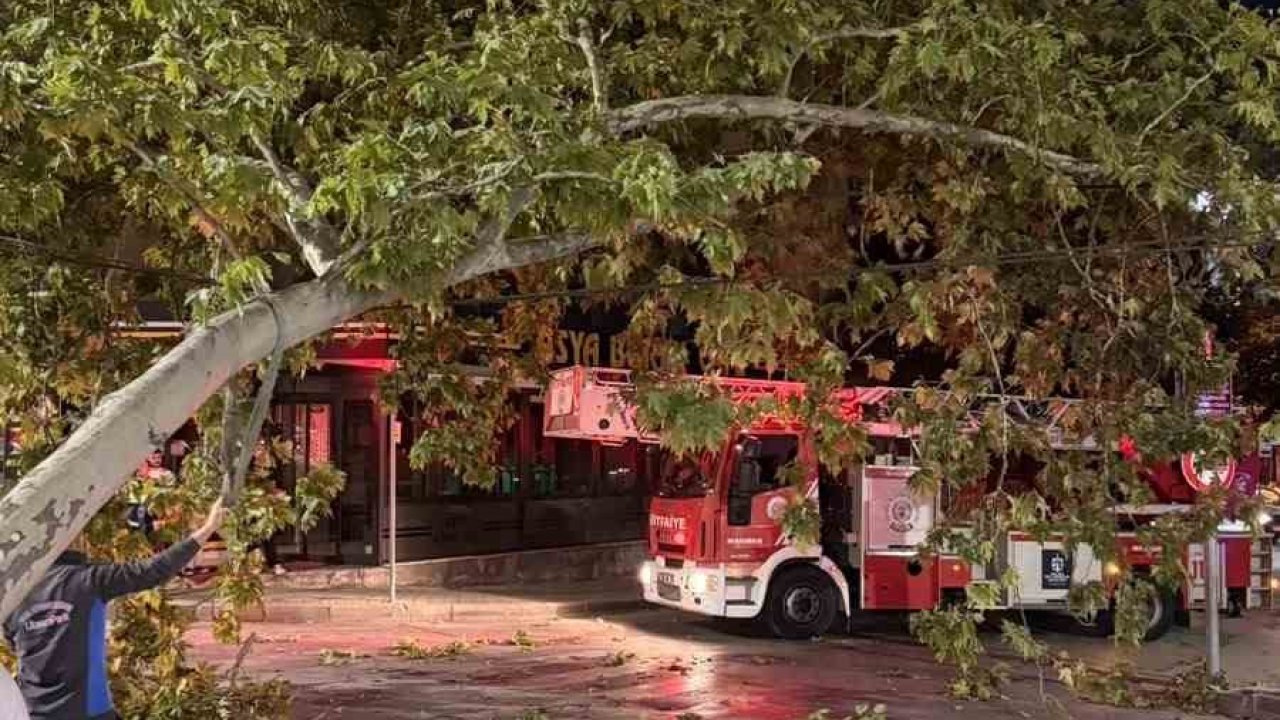 Tramvay hattına düşen dal seferleri aksattı