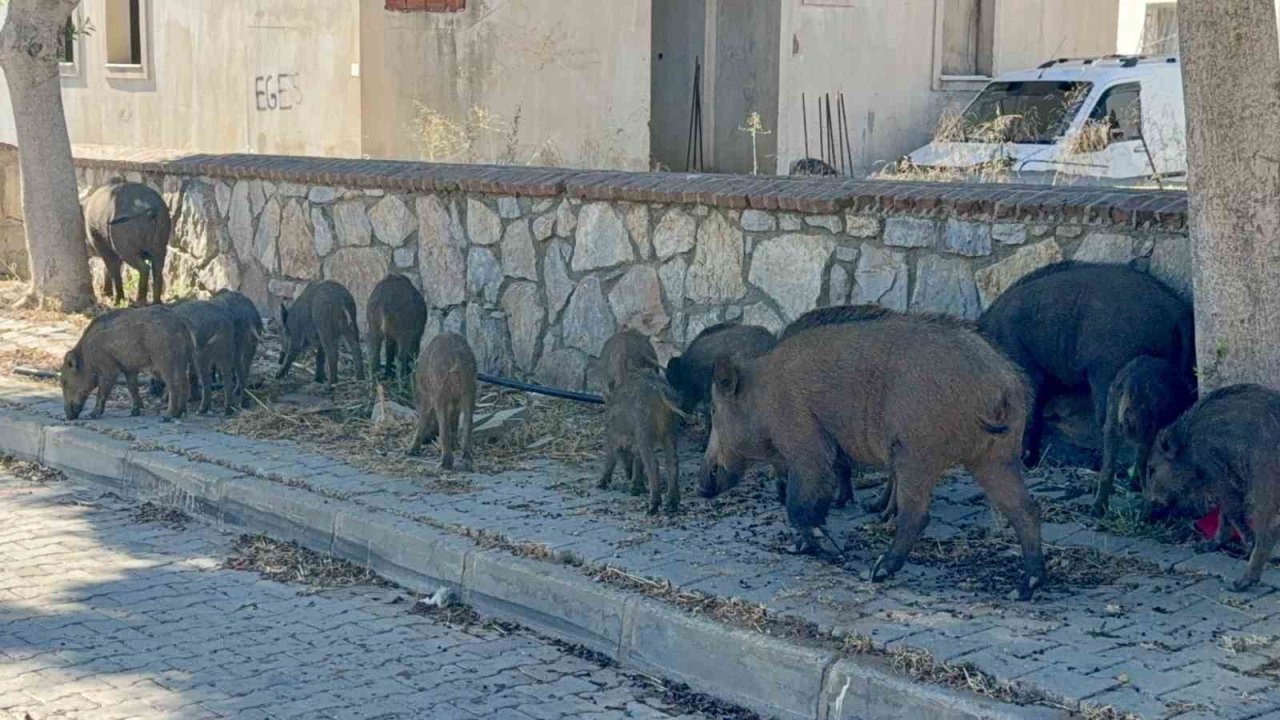 Bodrum’da gündüz vakti domuz sürüsü mahalleye indi