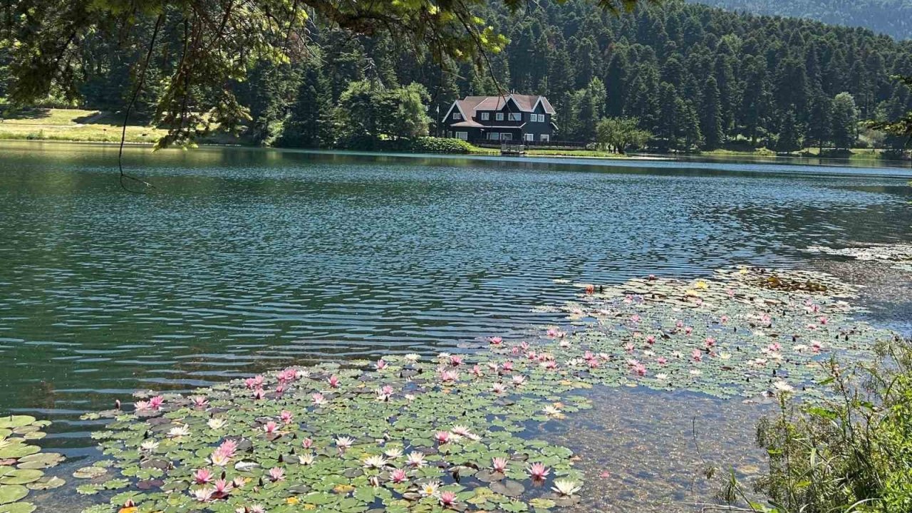 Bolu’da bu çiçeği koparmanın cezası 699 bin 197 lira