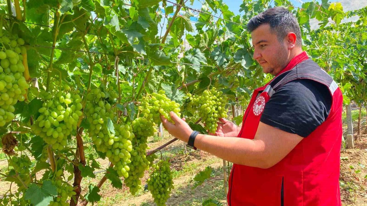 Sarıgöl’de erkence üzüm hasat dönemi yaklaşıyor