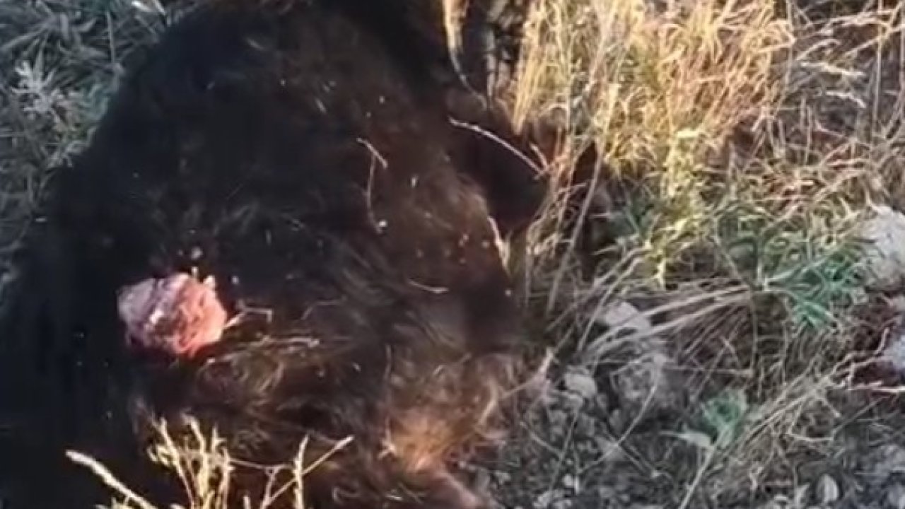 Sokak köpekleri sürüden ayrılan keçiye saldırdı