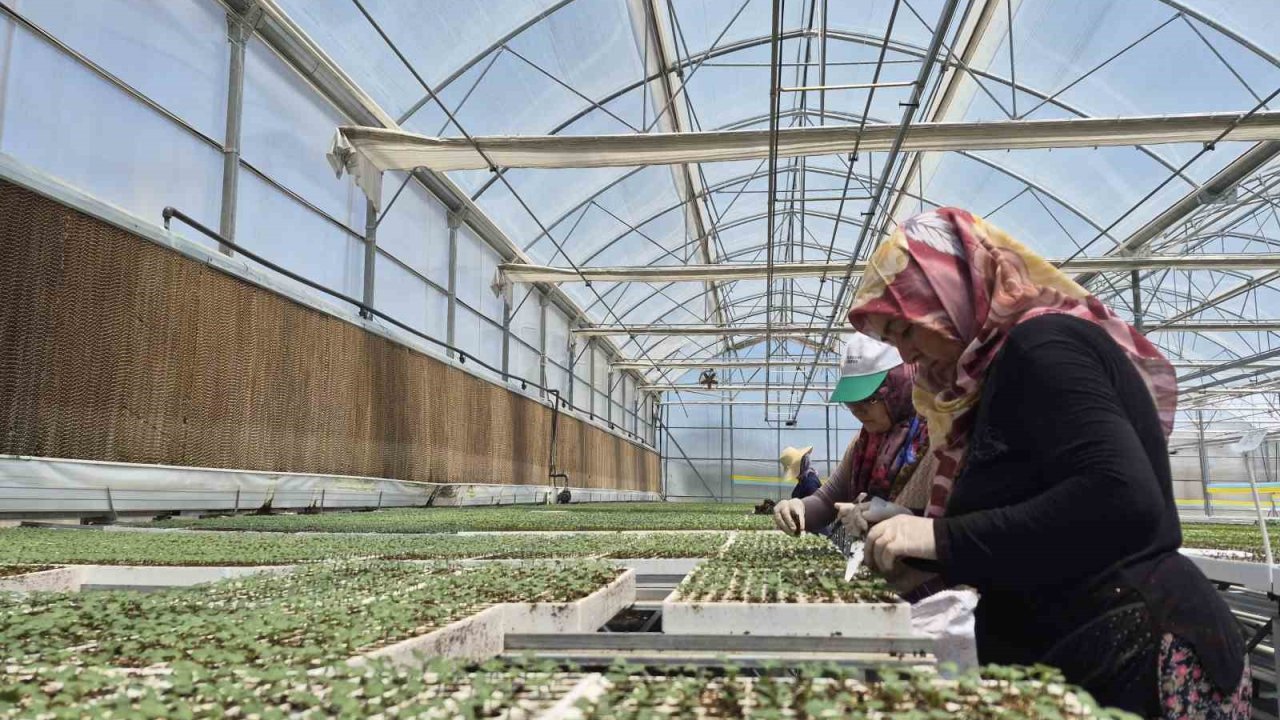Eskişehir’de jeotermal ve İtalyan teknolojili fide üretimi yapılıyor