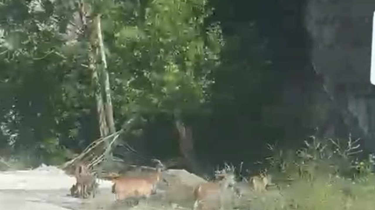 Malatya’da yaban keçileri karayolunda görüntülendi