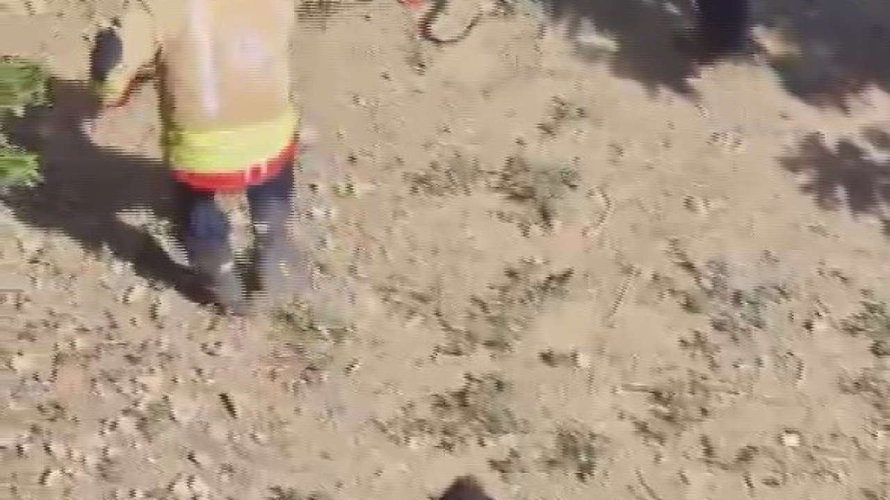 Yakalanacakken kaçan yılan, ekipleri peşine taktı