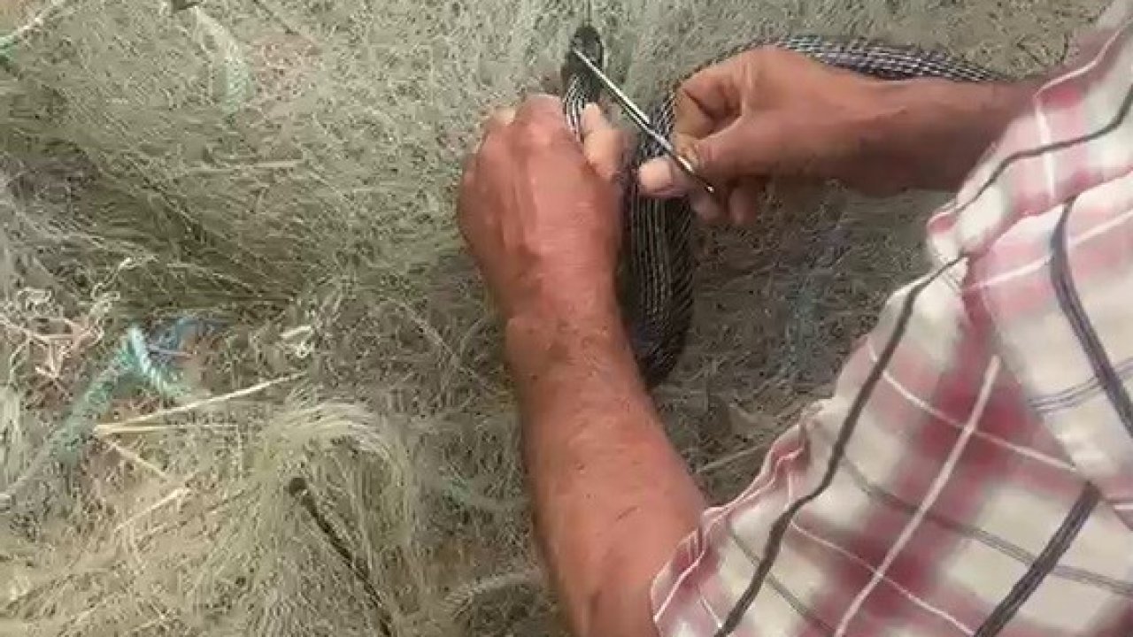 Balık ağında mahsur kılan yılanı elleriyle kurtardı