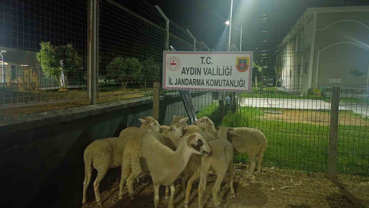 Koçarlı’da 15 koyun evin bahçesinden çalındı