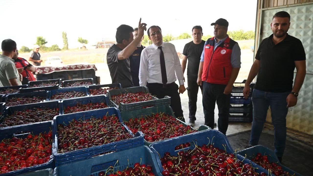 Çay’da kiraz hasadı başladı