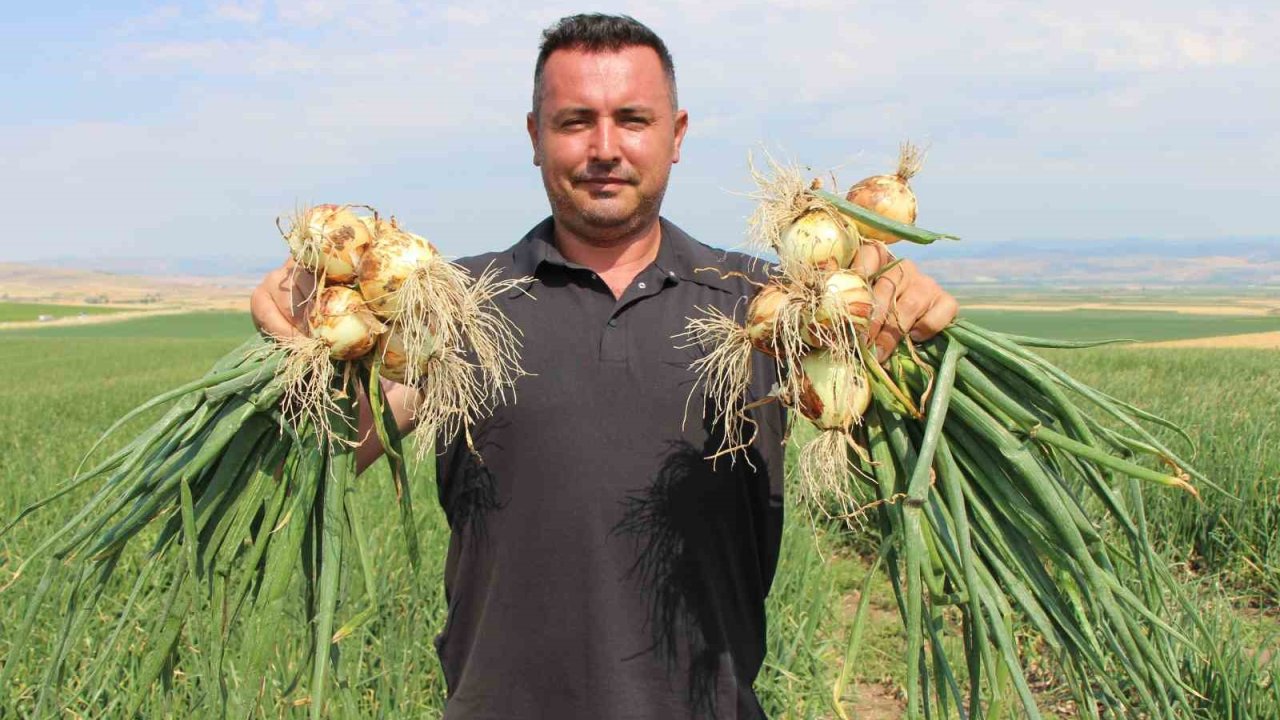 Amasya’da soğan bir bardak çaydan bile ucuz
