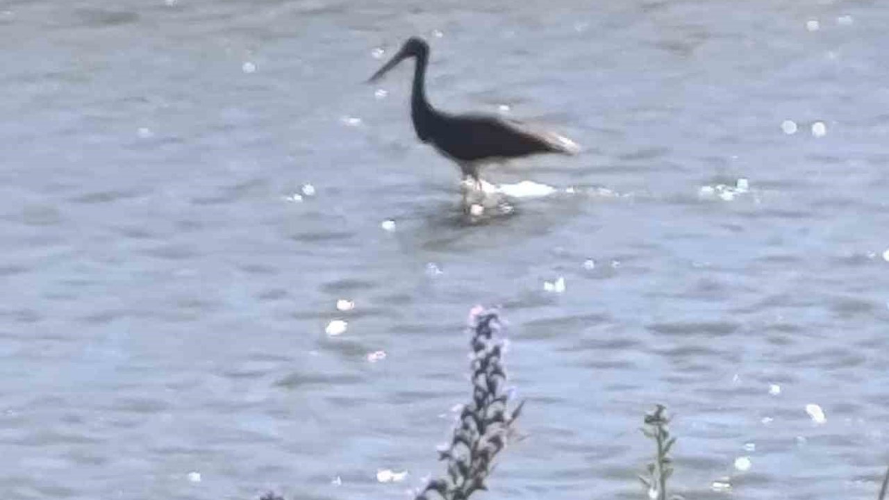 Çoruh Nehri’nde balık avlayan kara leylek kamerada