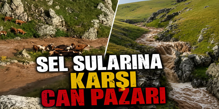 Kağızman'da Selde Mahsur Kalan Hayvanlar Kurtarıldı