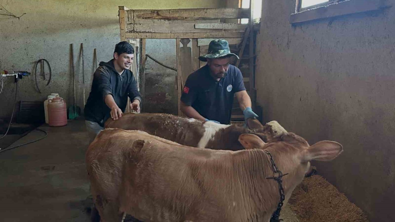 Aydıntepe’nin 8 köyünde buzağı küpeleme ve aşılama çalışmaları tamamlandı