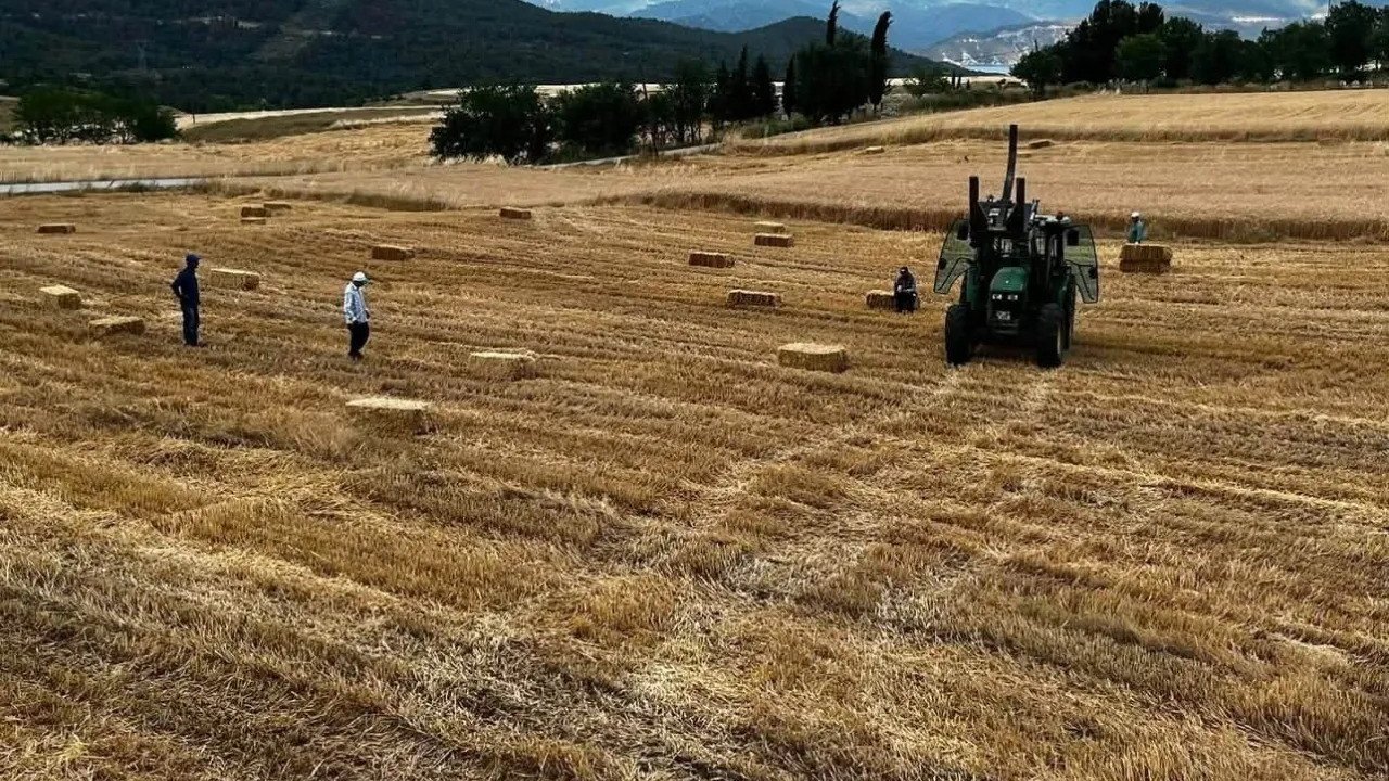 Sinop’ta yılın ilk buğdayları hasat edildi