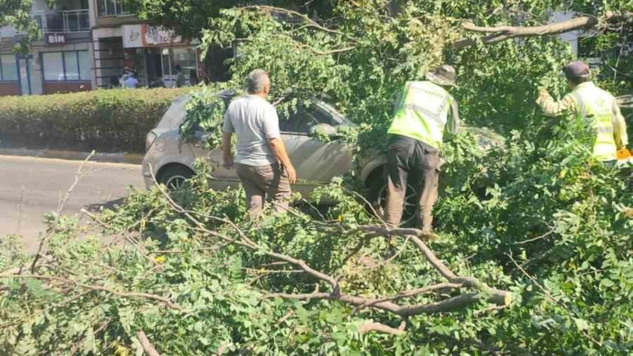 Seyir halindeki otomobilin üzerine ağaç devrildi