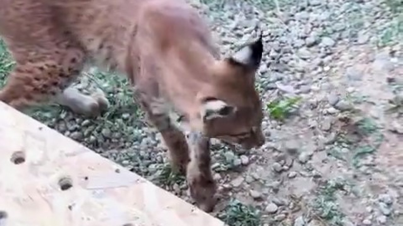 Edirne’de aracın bagajında iki vaşak ve serval ele geçirildi