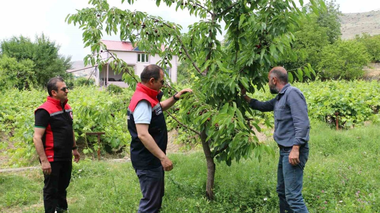 Erzincan’da kiraz hasadında bereketli sezon