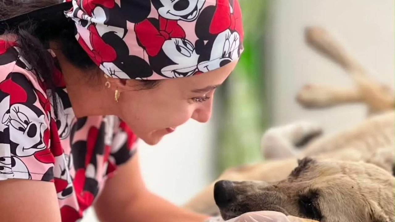 Gözüne bağ çubuğu saplanan köpek yeniden hayata tutundu