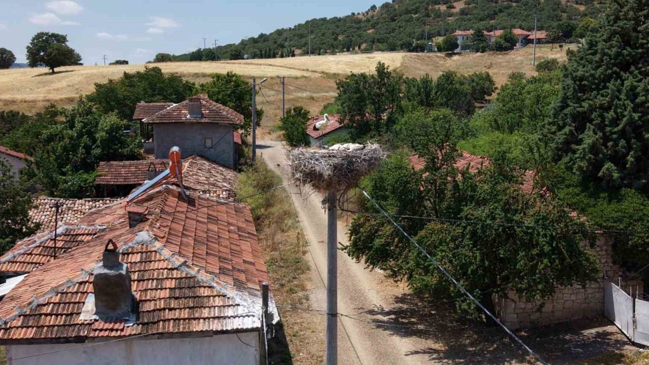 Kütahya’da leylekler bu köyün maskotu oldu