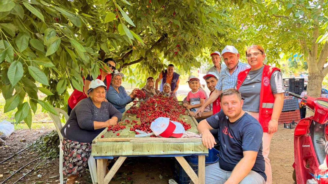 Bayındırlı gençler kiraz hasadına katıldı, üreticilere destek verdi
