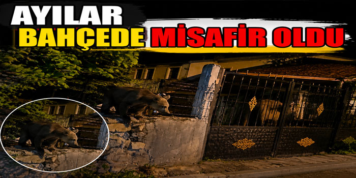 Sarıkamış’ta bu kez roller değişti: Vatandaş dışarıda bekledi, ayılar bahçede misafir oldu