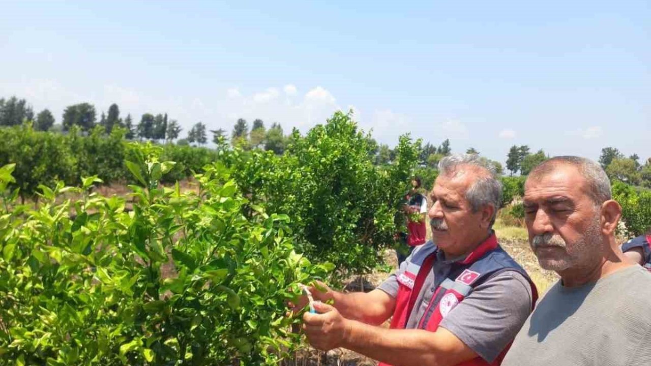 Narenciye bahçelerinde faydalı böcek salımı yapıldı