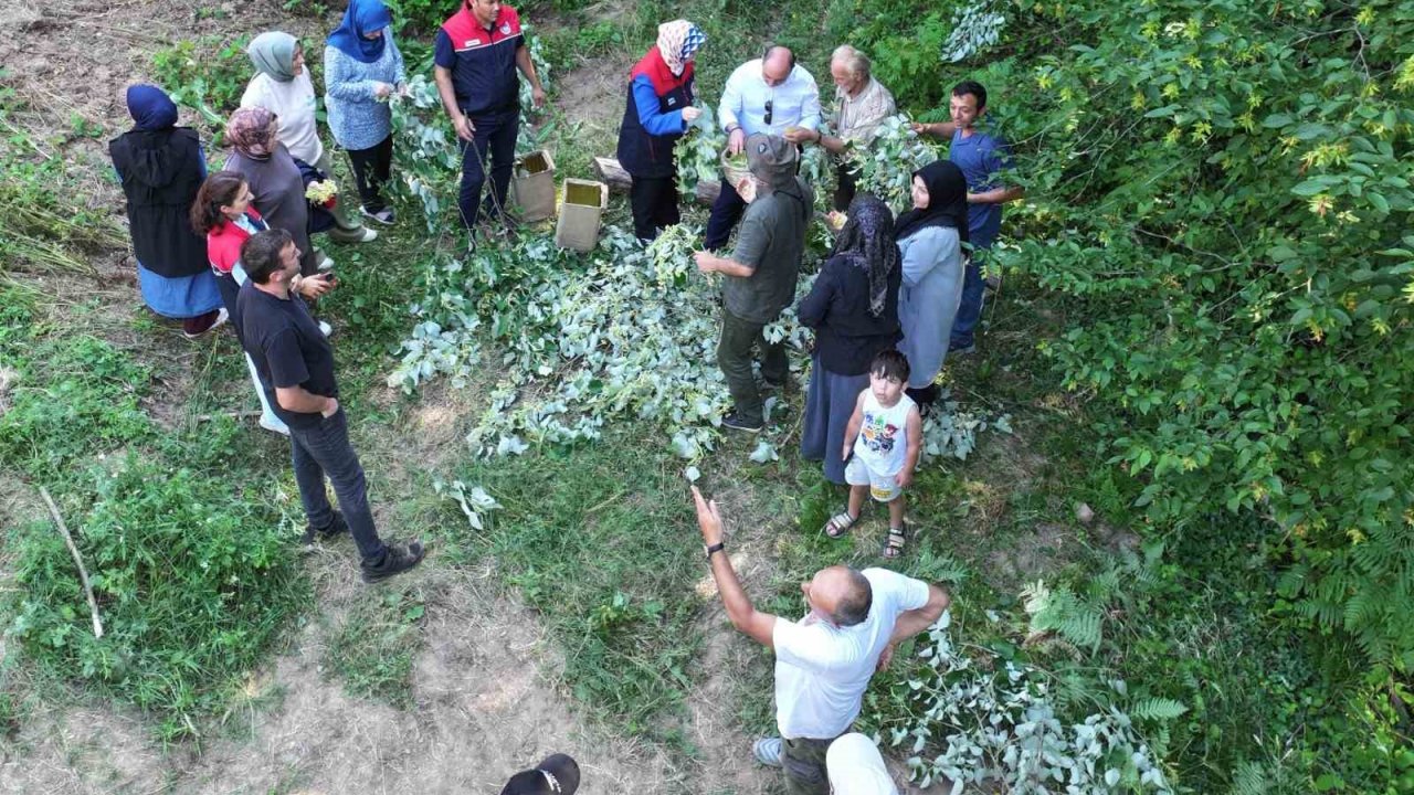 Düzce’de ıhlamur hasadı başladı
