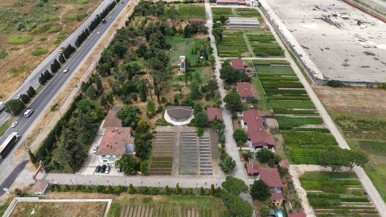 Samsun’dan ’Yeşil Vatan’a yılda 3 milyon fidan