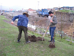Digor'da Yarı Bodur Meyve Bahçesi Projesi
