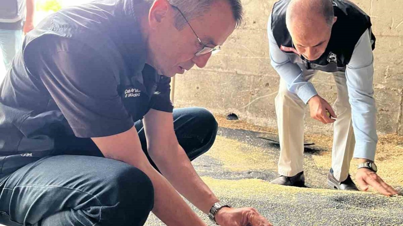 Bilecik’te kanola ve ayçiçeği alımları hız kazandı