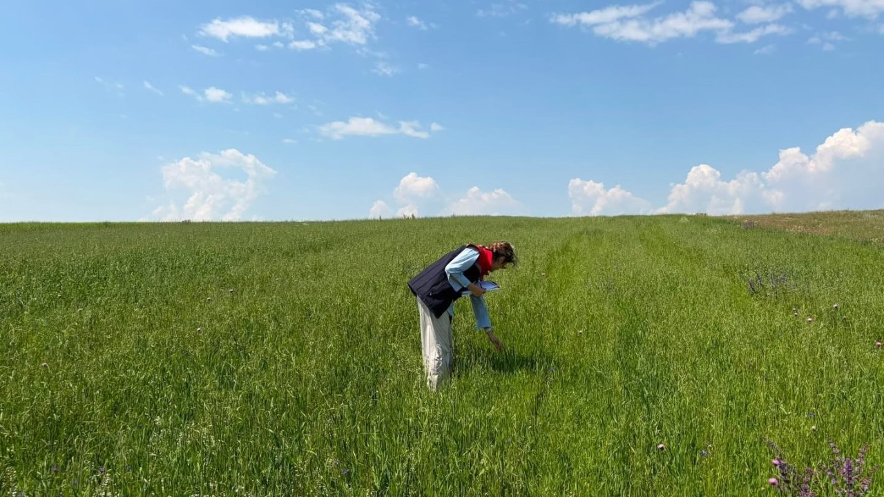 Kars’ta yem bitkileri tespit çalışmaları aralıksız sürüyor