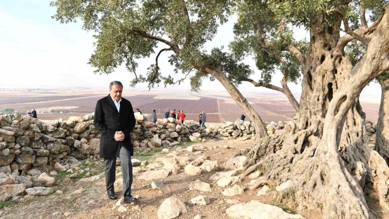 Şanlıurfa’da 1314 yıllık zeytin ağacının çevre düzenlemesi yapılıyor