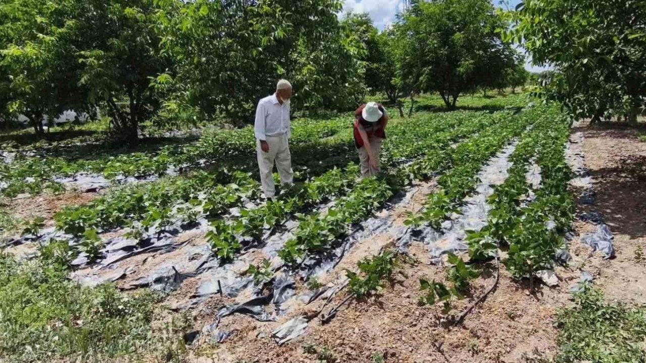 Kütahya’da nohut ve barbunya demonstrasyon alanlarında inceleme