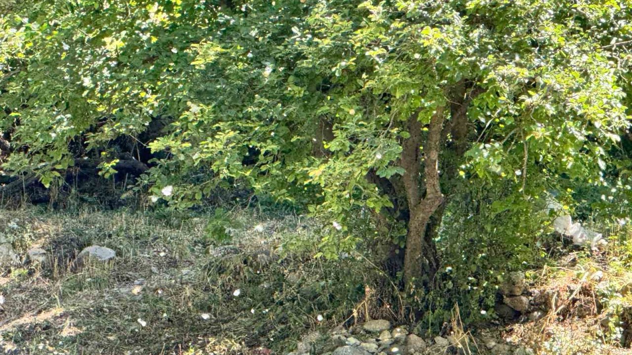 Polenler köyü beyaz örtüyle kapladı