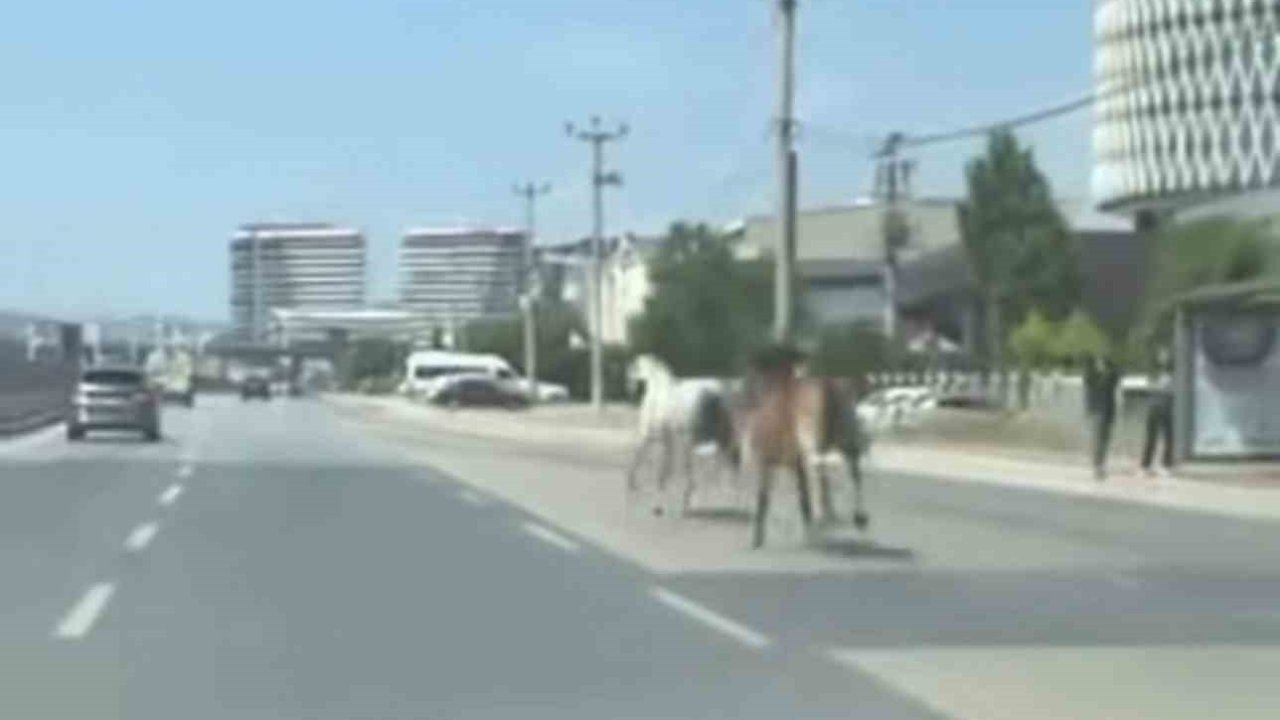 Bursa’da başıboş atlar trafiği tehlikeye attı
