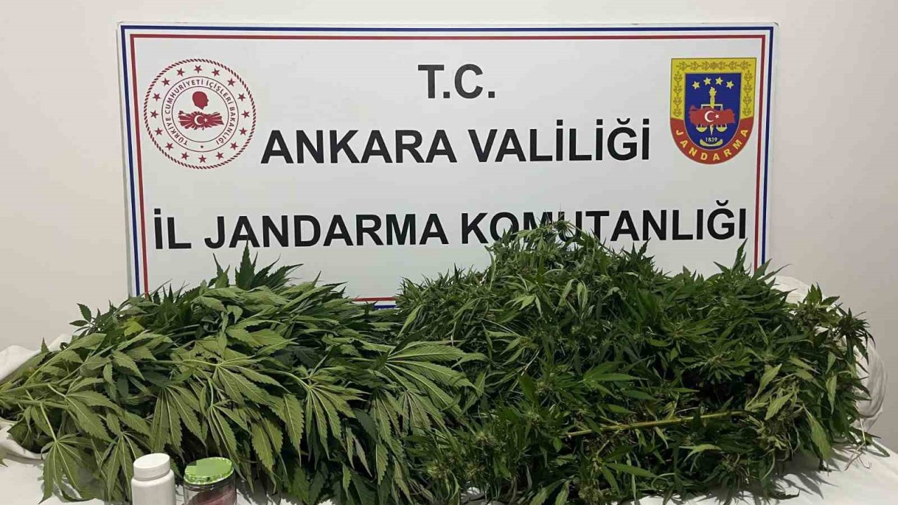 Ankara’daki narkotik operasyonunda 150 kök kenevir ele geçirildi
