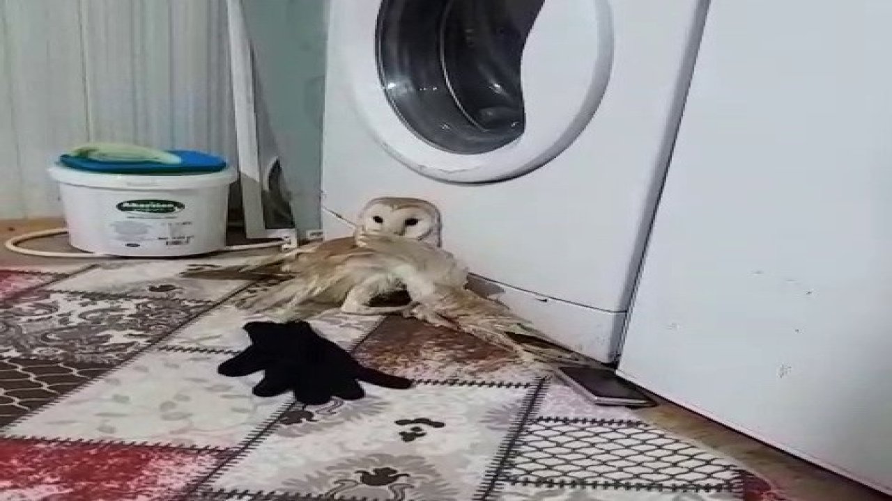 Yaralı baykuş tedavi altına alındı