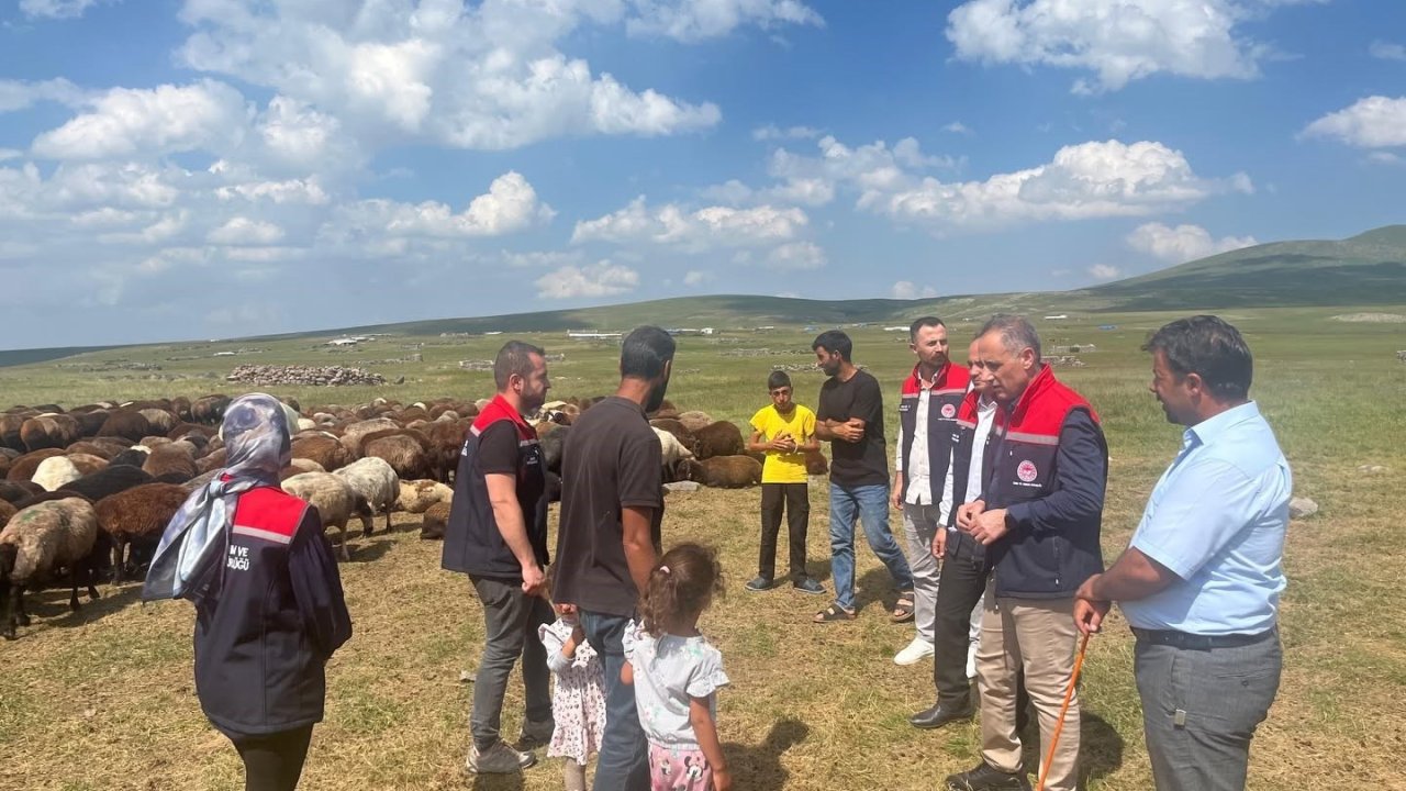Kars’ta yaylalarda hayvancılığa yakın takip
