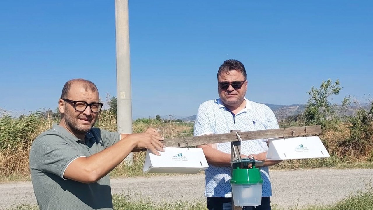 Pamuk tarlalarında zararlı takibi için feromon tuzakları kuruldu