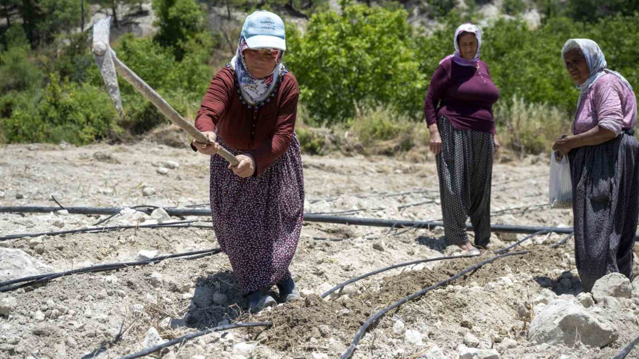 Mersin’de atalık ’Leklek’ fasulyesi yeniden toprakla buluştu