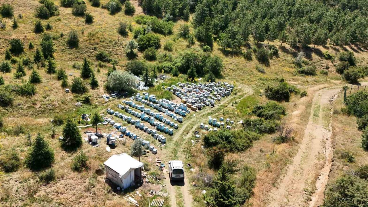 Yozgat’ın zengin bitki örtüsü arıcılara umut oldu