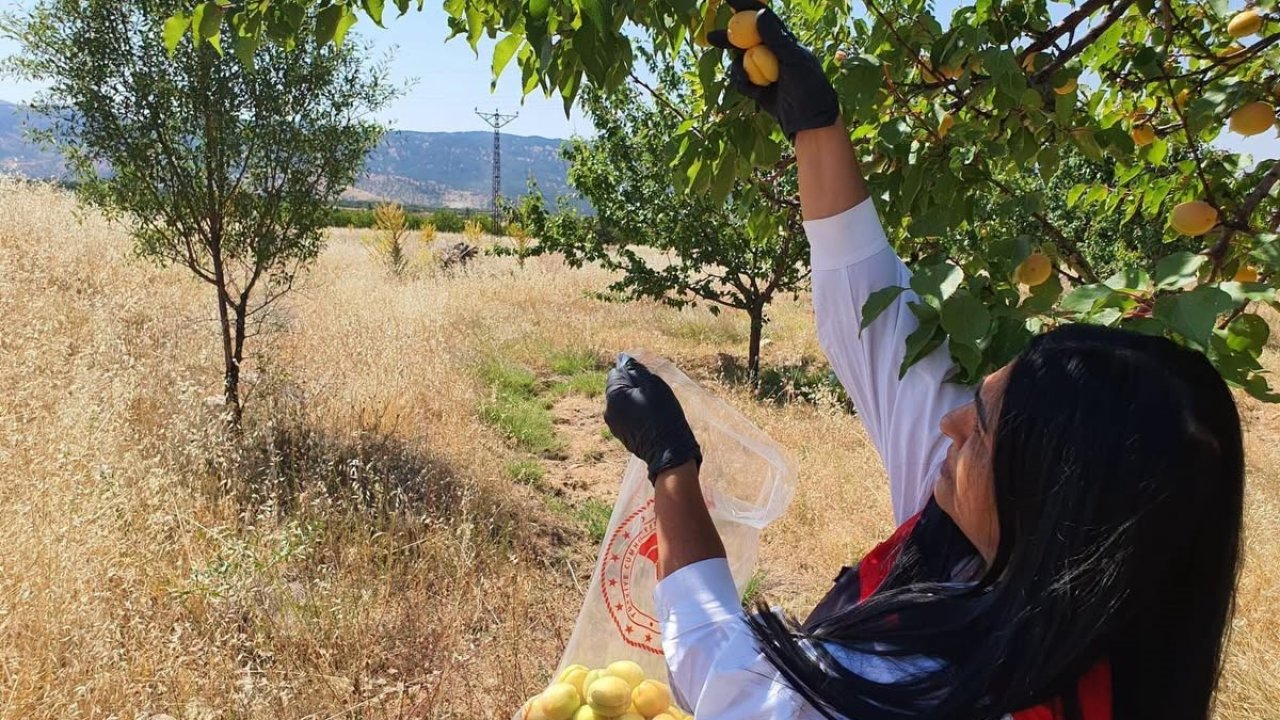 Elazığ’da bitkisel üretim alanlarında pestisit kalıntısı denetimleri