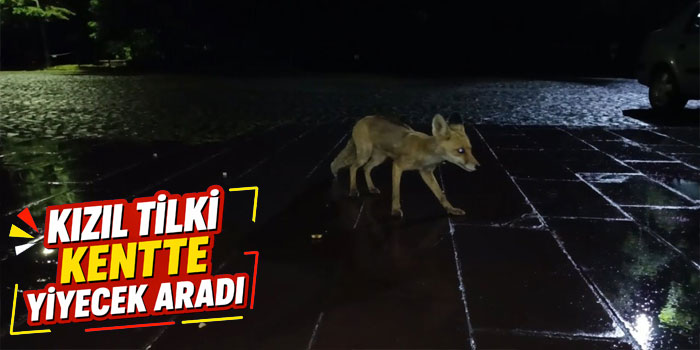 Kars’ta vatandaş yağmur altında kızıl tilkiyi besledi