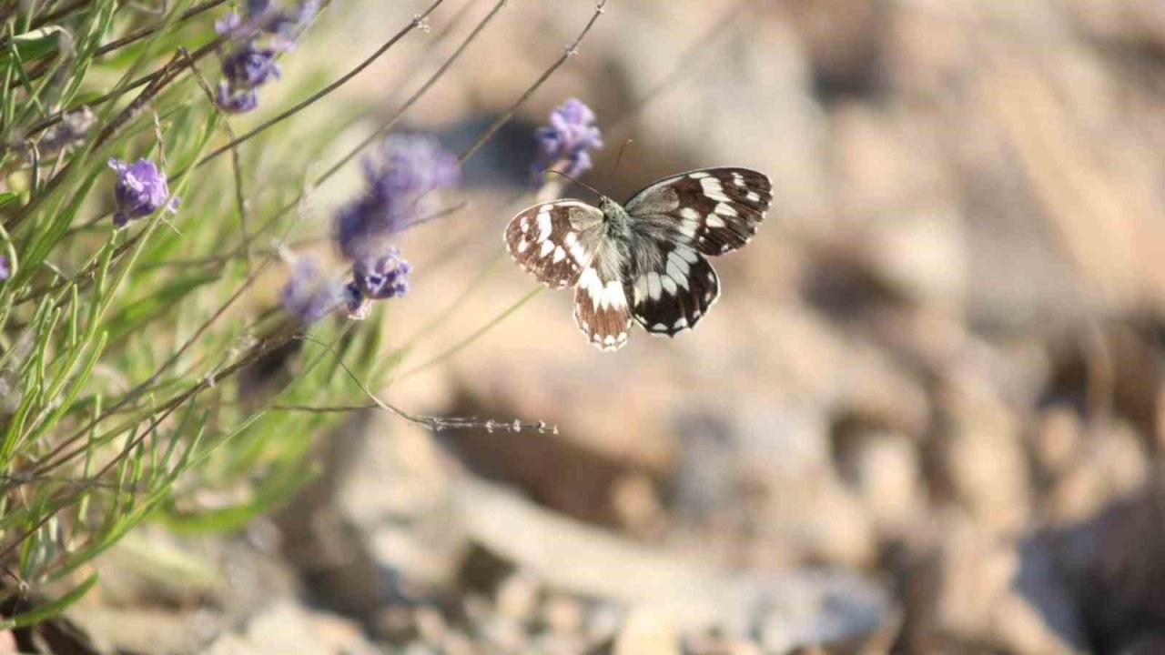 Harput’ta lavanta üzerindeki kelebeklerden görsel şölen