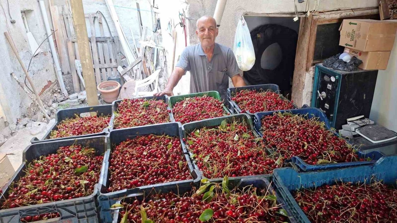 Hisarcık’ta vişne alımları başladı, üretici fiyatlardan memnun değil