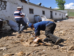 Kars'ta Koyun Kırkarak Para Kazanıyorlar